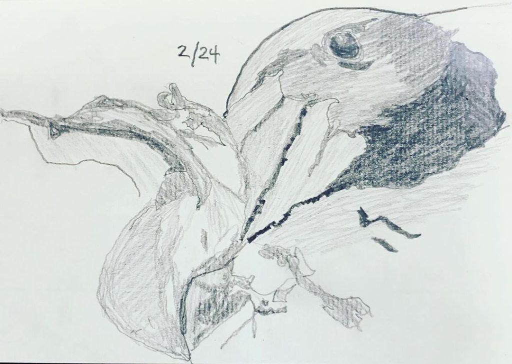 Read more about the article Day 177. Southern Giant Petrel after @jakewiltonphoto