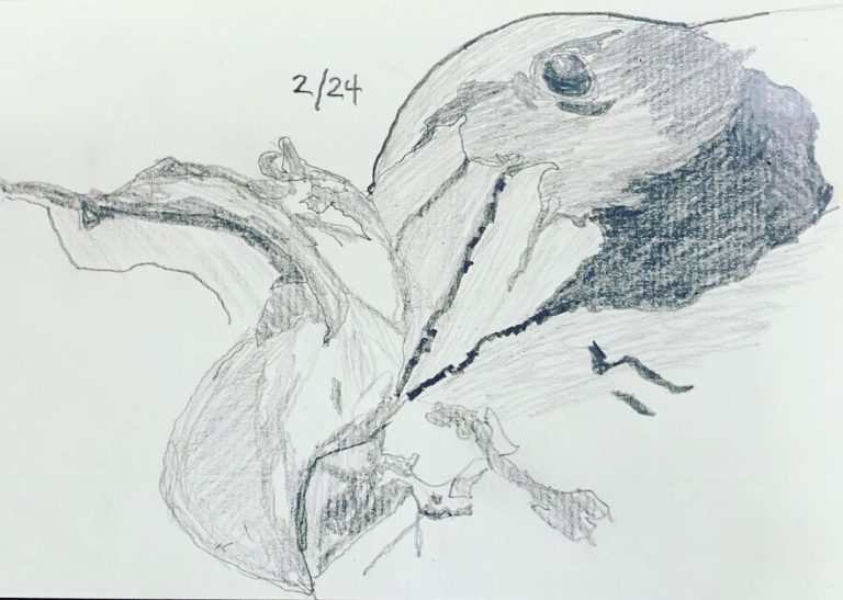 Read more about the article Day 177. Southern Giant Petrel after @jakewiltonphoto