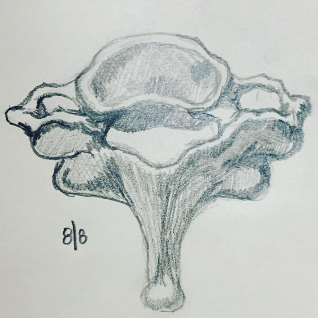 Read more about the article Day 342. 7th cervical.