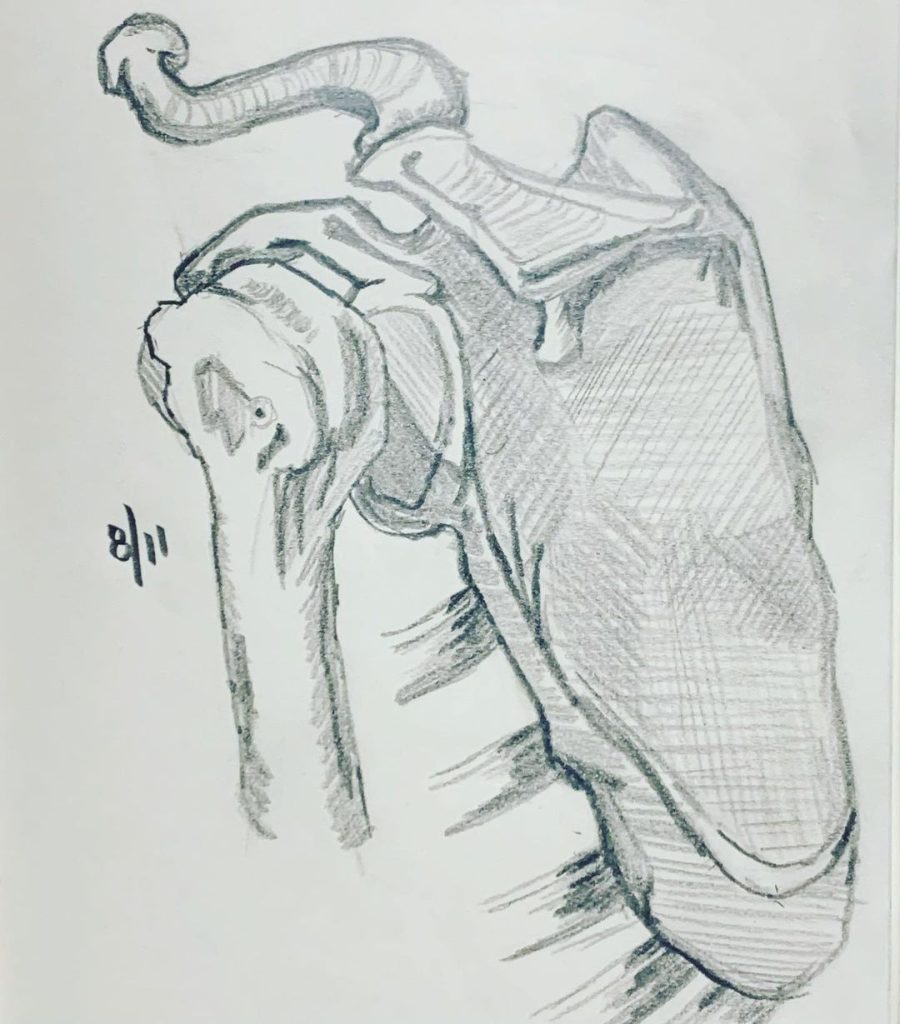 Read more about the article Day 345. Shoulder girdle. Probably.
