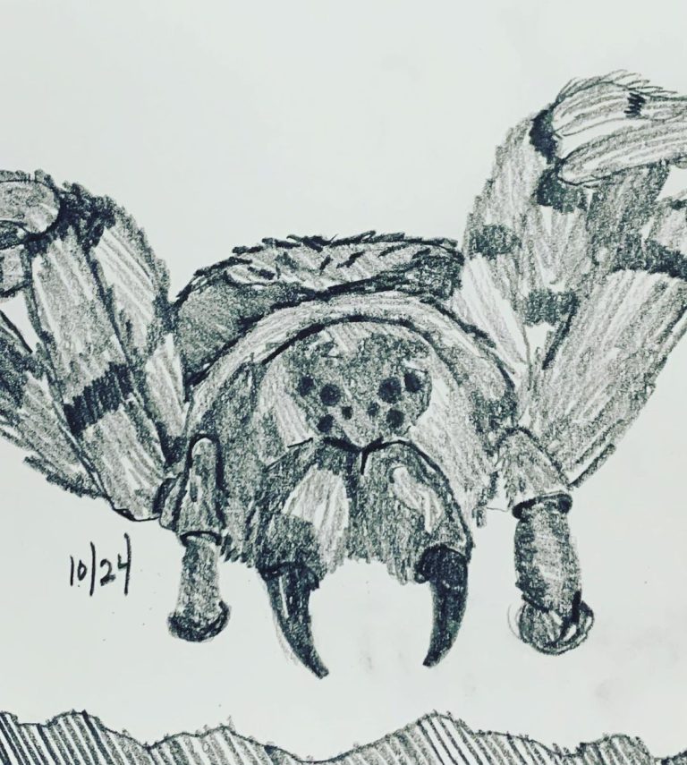 Read more about the article Day 419. Spider. Doctor Who â€œSpiders in the UKâ€.