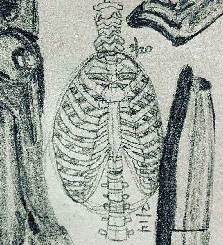 Read more about the article Day 538. Working the thoracic cage from â€œStonehouseâ€™s Anatomy Noteâ€.