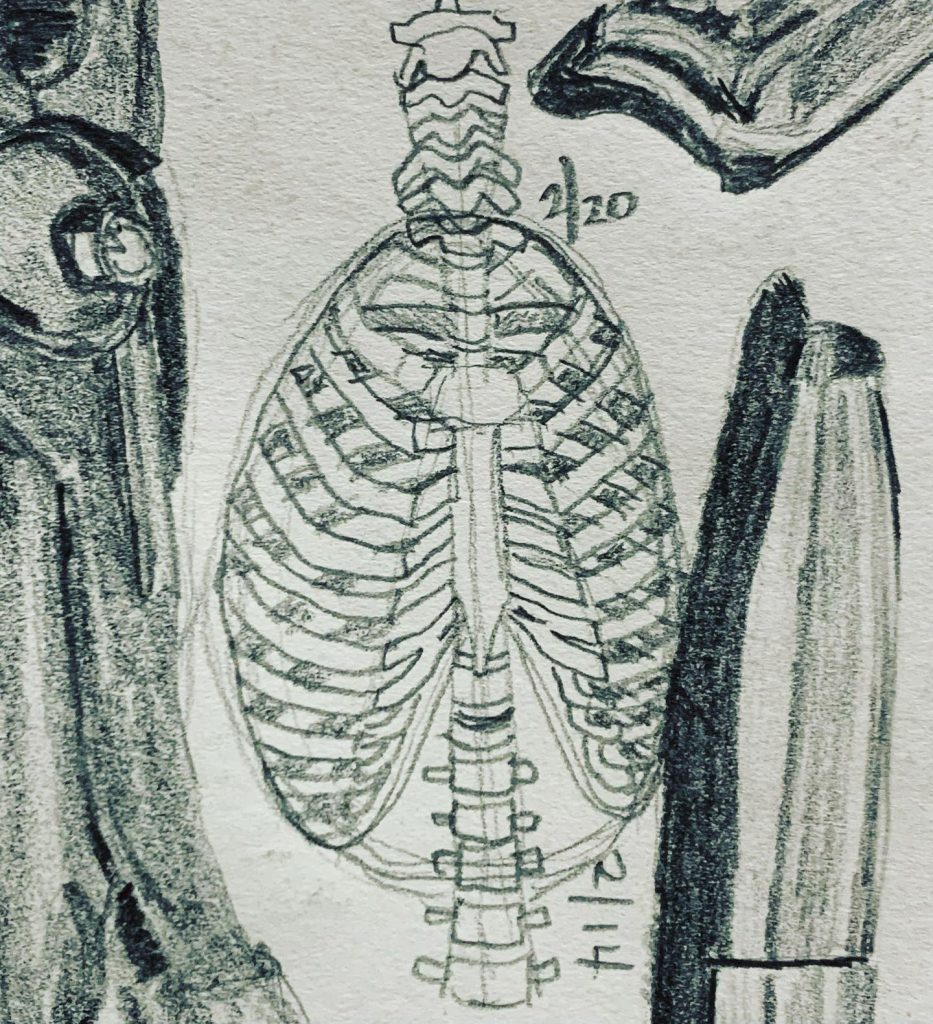 Read more about the article Day 538. Working the thoracic cage from â€œStonehouseâ€™s Anatomy Noteâ€.