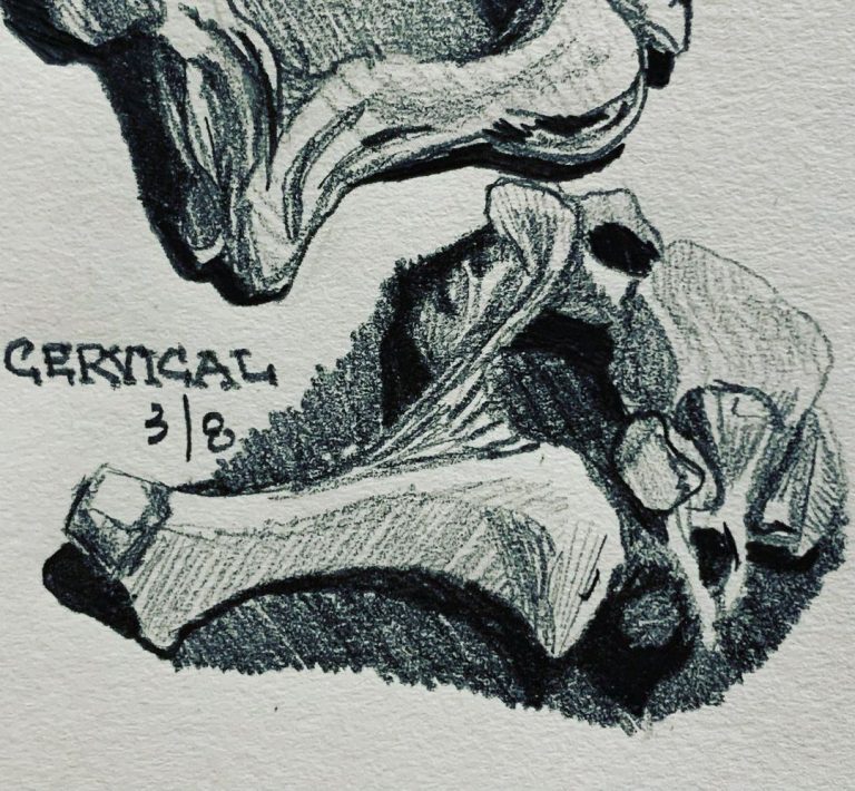 Read more about the article Day 554. Cervical.