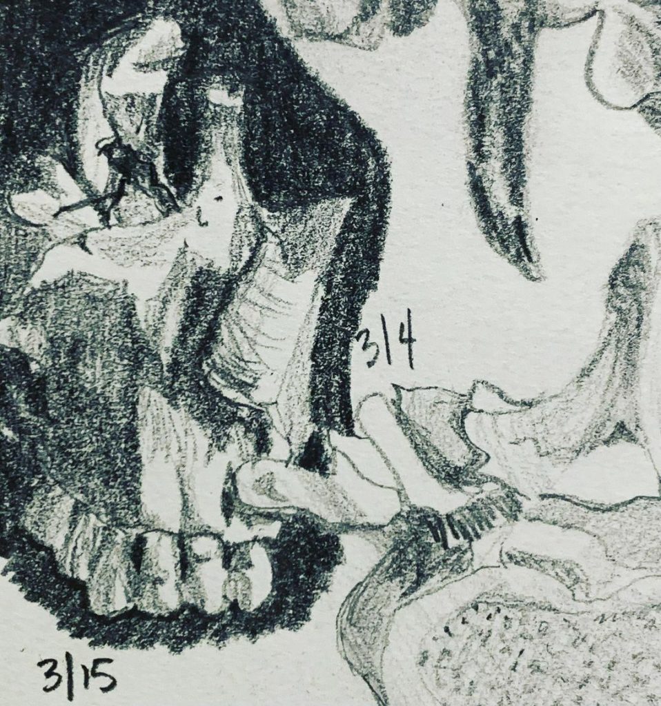 Read more about the article Day 561. Right maxilla.