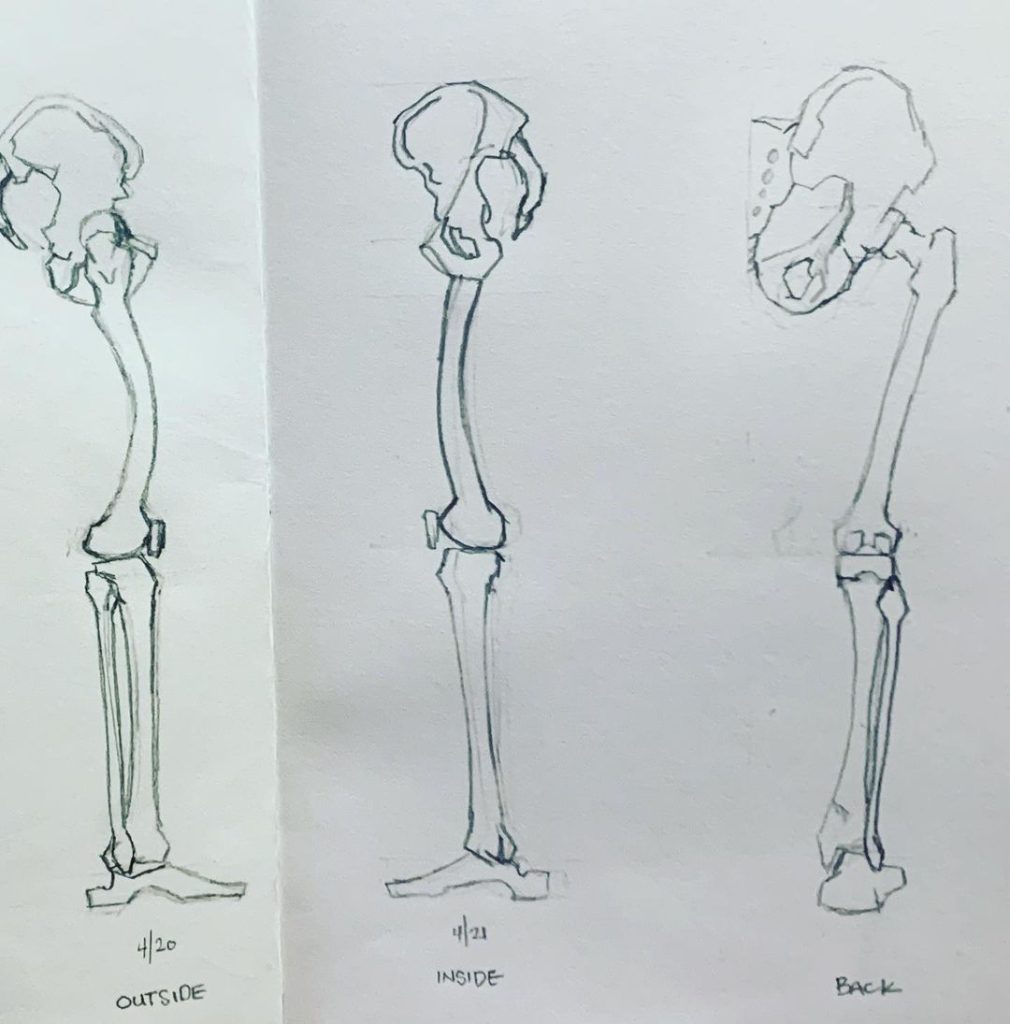 Read more about the article Day 598. More leg bone views for muscle overlays.
