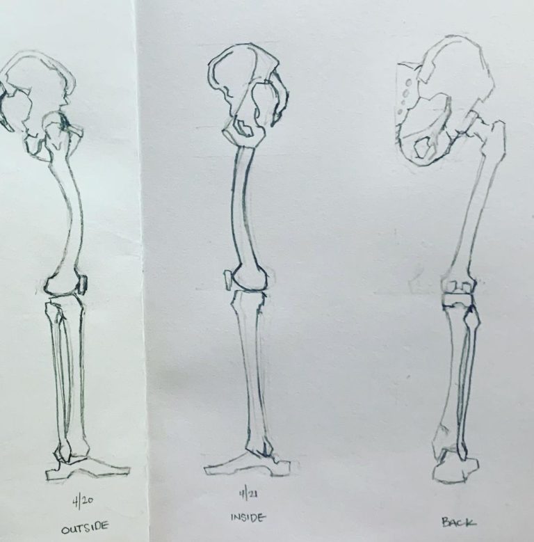 Read more about the article Day 598. More leg bone views for muscle overlays.