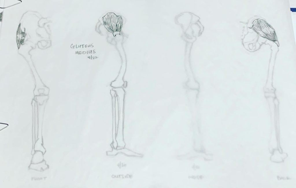 Read more about the article Day 599. Butt muscle overlays.