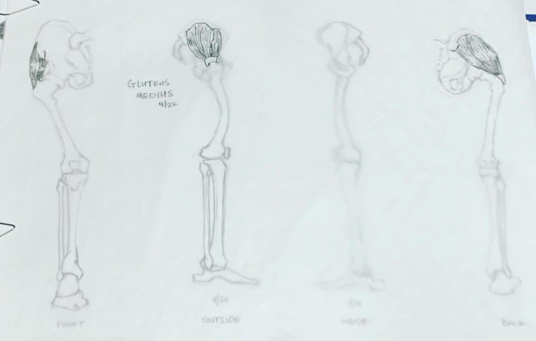 Read more about the article Day 599. Butt muscle overlays.