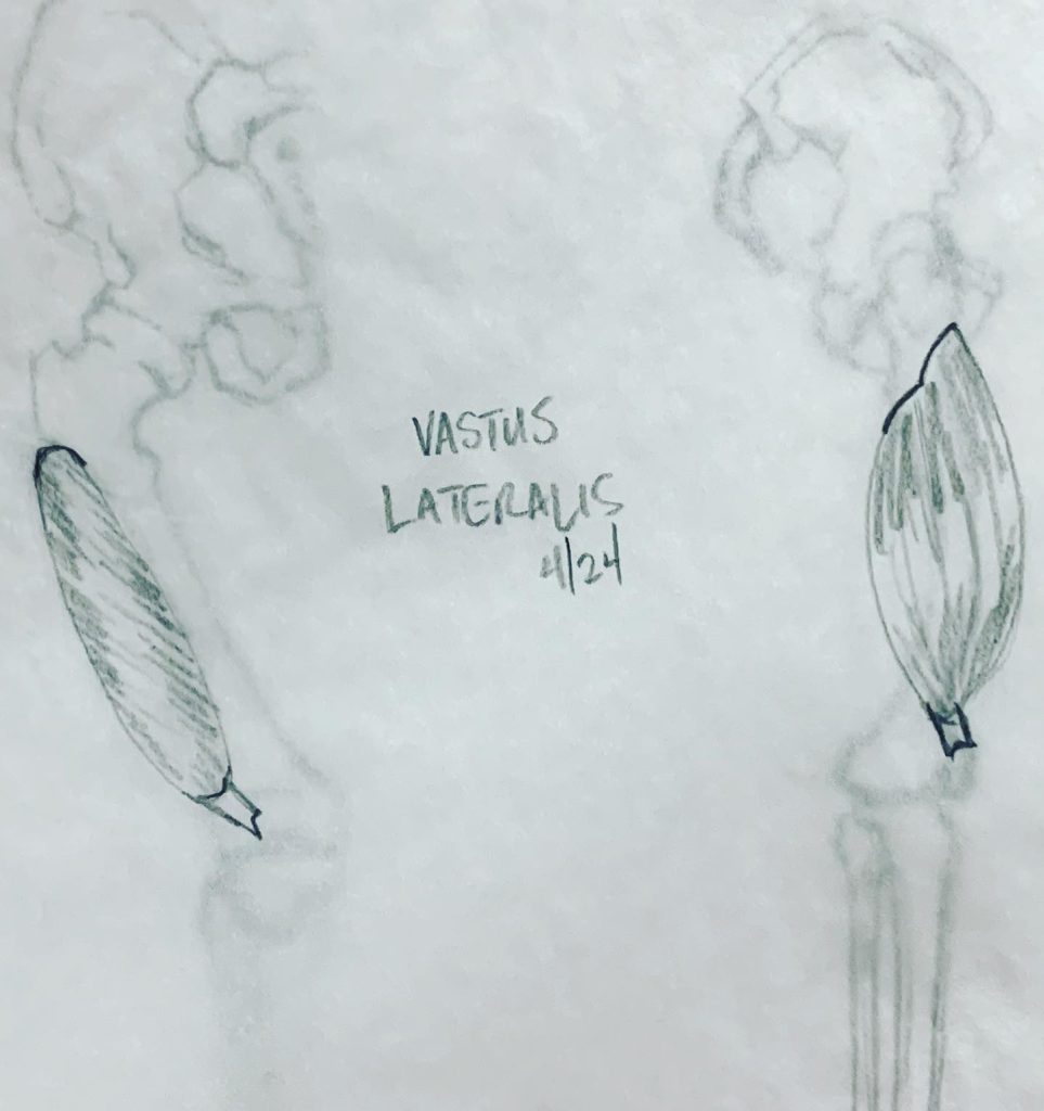 Read more about the article Day 601 part 1. Sub-butt leg musculature.