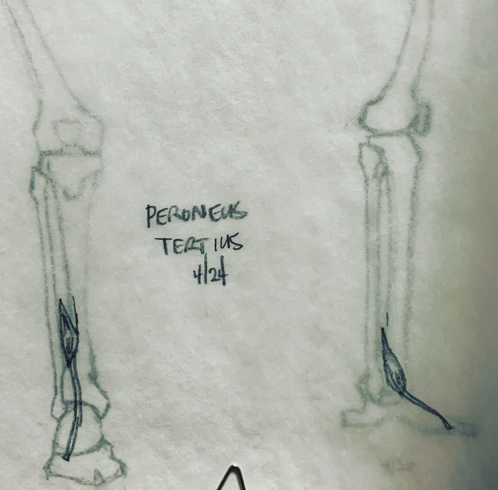 Read more about the article Day 601 part 3. Sub-butt leg musculature.