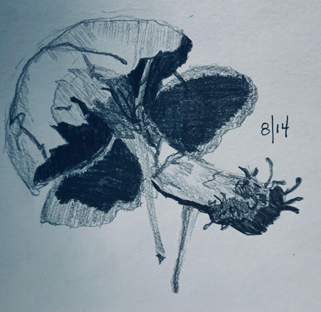 Read more about the article Day 713. Nat mistook this fungus for a lacrosse ball.