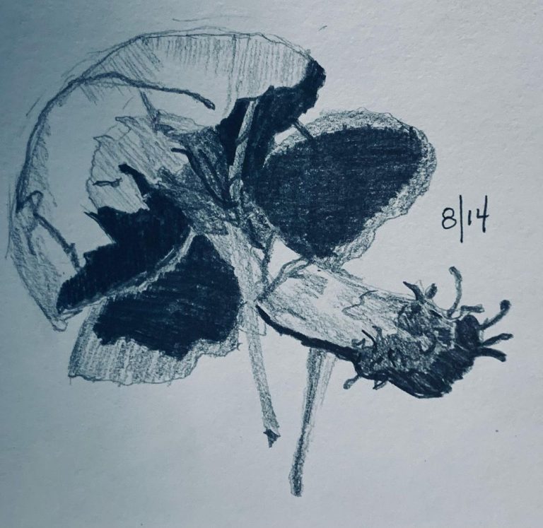 Read more about the article Day 713. Nat mistook this fungus for a lacrosse ball.