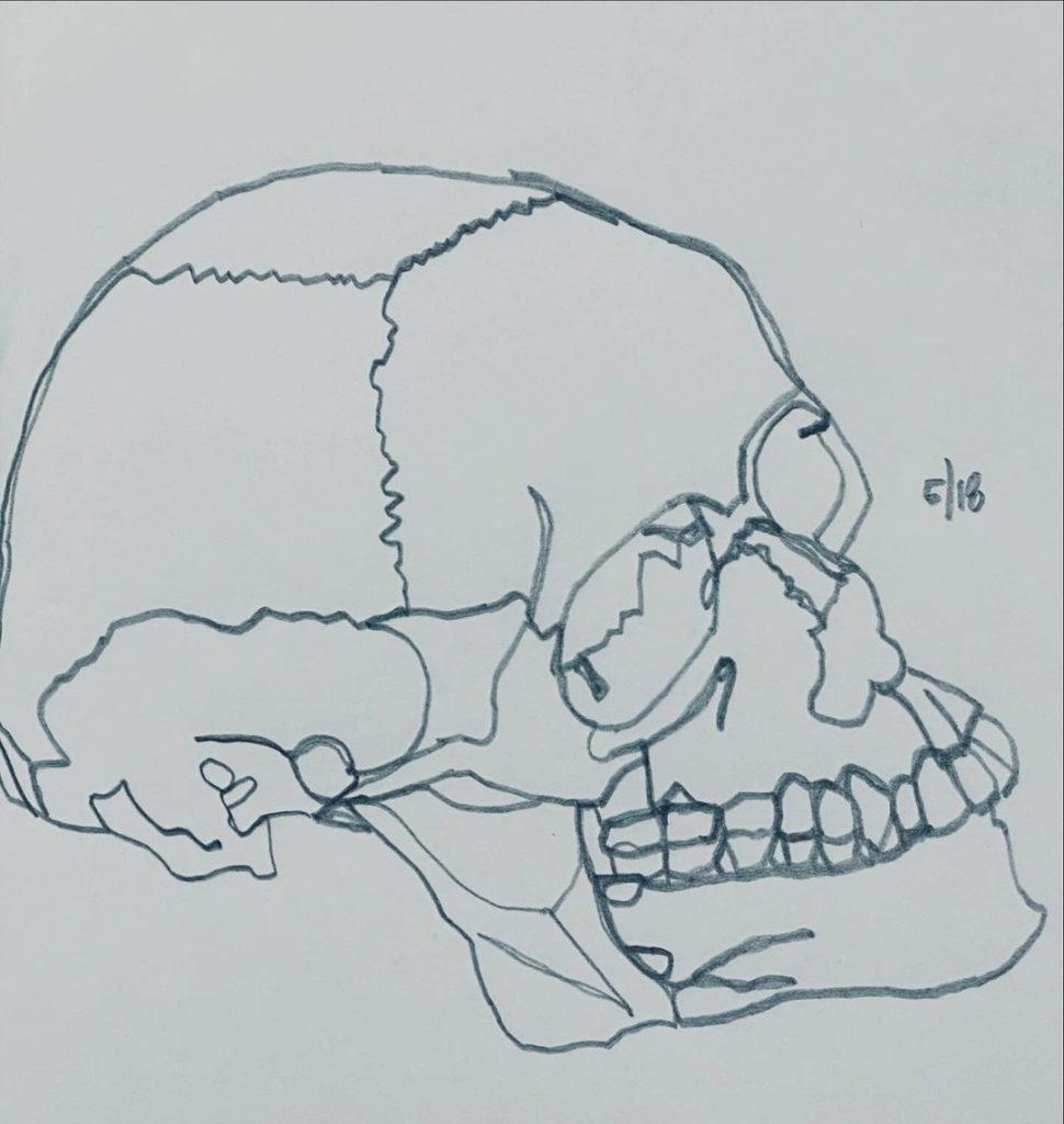 Read more about the article Day 1,356; a continuous line study back in skull territory.